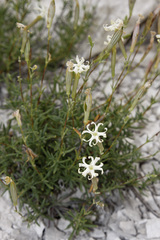 Silene cretacea