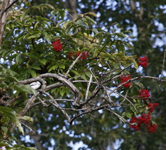 Sambucus kamtschatica