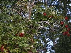Sambucus kamtschatica