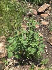 Leonotis nepetifolia nepetifolia
