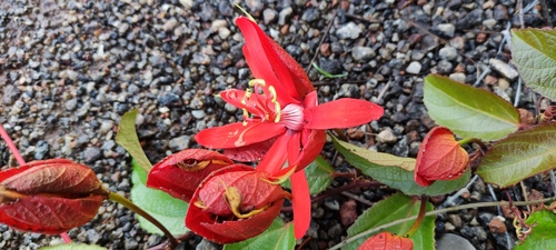 Scarlet passionflower (Passiflora coccinea)