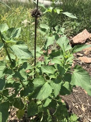Leonotis nepetifolia nepetifolia