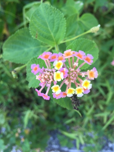 Lantana camara image