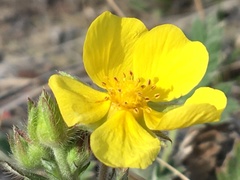 Potentilla arenosa
