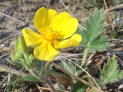 Potentilla arenosa