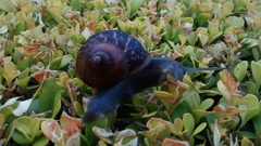 Cornu aspersum