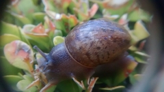 Cornu aspersum