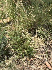 Eragrostis racemosa