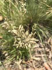 Eragrostis racemosa