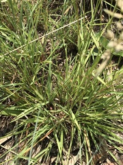 Eragrostis racemosa