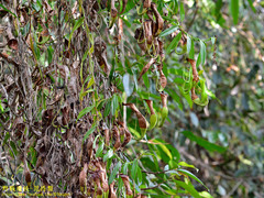 Nepenthes reinwardtiana