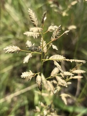 Eragrostis racemosa