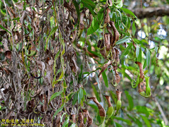 Nepenthes reinwardtiana