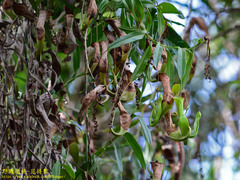 Nepenthes reinwardtiana