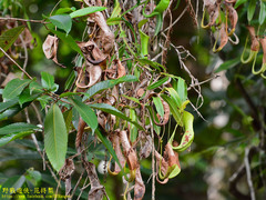 Nepenthes reinwardtiana