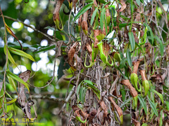 Nepenthes reinwardtiana