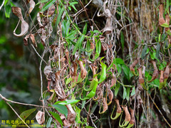 Nepenthes reinwardtiana