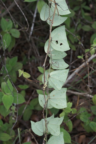 Passiflora vespertilio, photograph 4