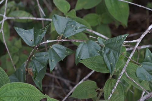 Passiflora vespertilio, photograph 2
