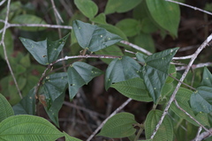 (c) fmunoz, some rights reserved (CC BY) Passiflora vespertilio, photograph (c) fmunoz, some rights reserved (CC BY)