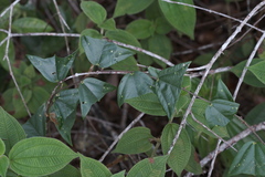 (c) fmunoz, some rights reserved (CC BY) Passiflora vespertilio, photograph (c) fmunoz, some rights reserved (CC BY)