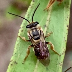 Mellitidia tomentifera