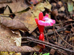 Etlingera