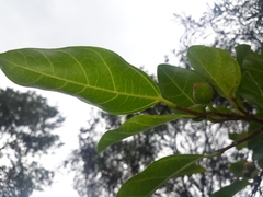 Ficus fraseri