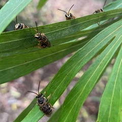 Mellitidia tomentifera