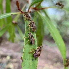 Mellitidia tomentifera