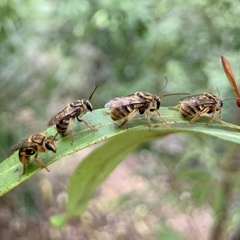 Mellitidia tomentifera