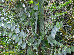 Calameae