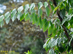 Calameae