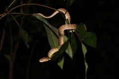 Pareas carinatus
