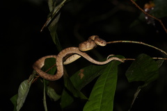 Pareas carinatus