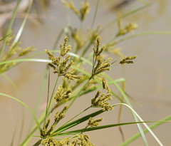 Cyperus exaltatus