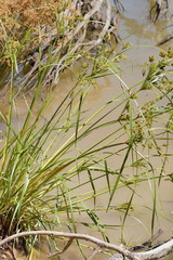 Cyperus exaltatus