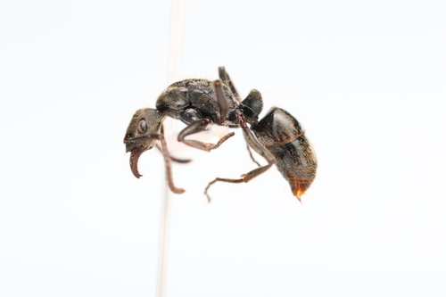 Neoponera antecurvataNeoponera antecurvata