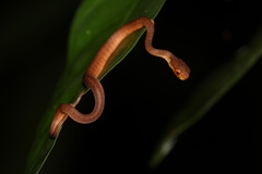 Pareas carinatus