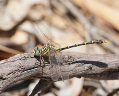 Austrogomphus australis