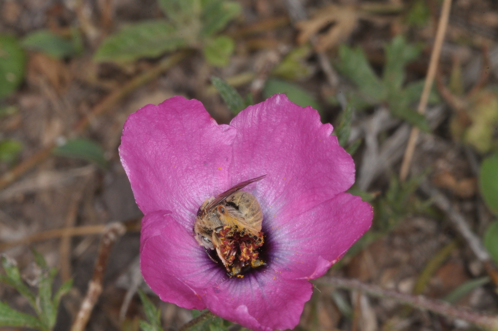 Modiolastrum gilliesii; photograph (c) aacocucci, some rights reserved (CC BY)