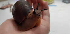 Hedleyella falconeri