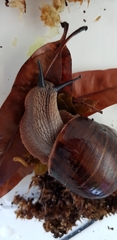 Hedleyella falconeri