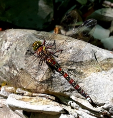 Caliaeschna microstigma