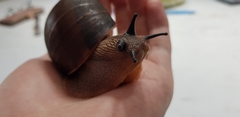 Hedleyella falconeri