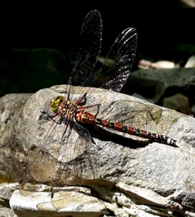 Caliaeschna microstigma