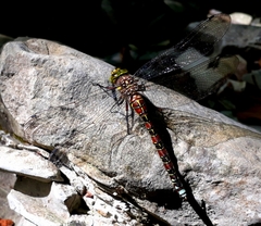 Caliaeschna microstigma