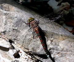 Caliaeschna microstigma