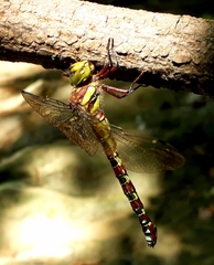Caliaeschna microstigma