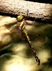 Caliaeschna microstigma